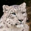 cheese snowleopard