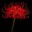 Red Spider Lily