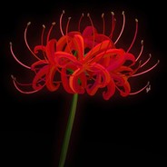 Red Spider Lily