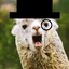 Sir Llama