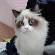 我的小猫咪叫诺诺