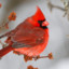 Cardinal