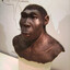 Homo Erectus