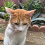 gato