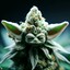 Weed Love