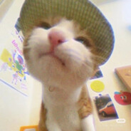 泥嚎，窝耶四一之肖猫