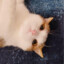qiqi