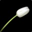 White Tulip