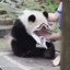 三岁天才选手
