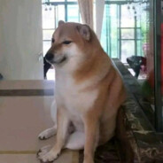 说到底还是一条懒狗