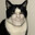 gigacat