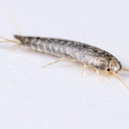 Z getta poeta pijący moeta