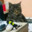 VINCENT