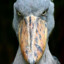 Shoebill Stork