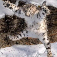 不想努力 富婆加我