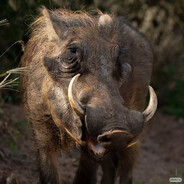 Бародавочник