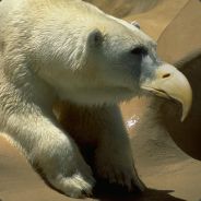 syphonbyte - steam id 76561197970469990