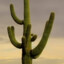 im a cactus