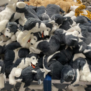 这个忙于升学啊