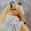 Vladyslav Fox