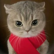 围脖猫