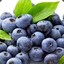 BLUEBERRY_CHINA