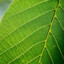 Simpleleaf