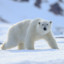 Polarbär