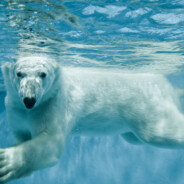 霸气菇凉最给力