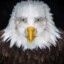orzel