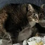 Fatass cat