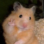 hamster