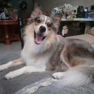 梁山伯与猪硬来