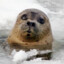 Seal