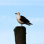 seagull that eats sardines