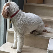 Requan Curtis the Fourth