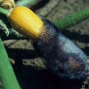 пенисбатиамира