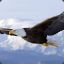 Mountain Eagle