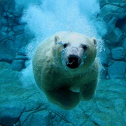 polar bear