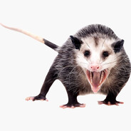 QUEM VENCERIA: AAAAAAAAH