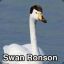 [NOP3] Swan Ronson