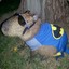 Capivara do Batman