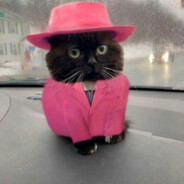 [Het]кот мафиози