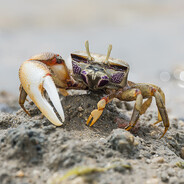 Пугливый краб D: