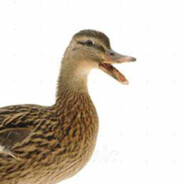 Duck