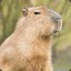 Mister Capybara