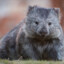 Wombat