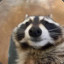 Raccoonboi.mp4