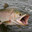Silly Salmon