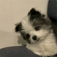 重生之我是300斤死宅